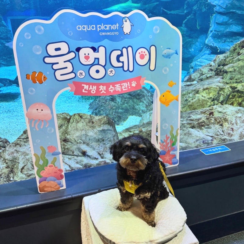 강아지랑 광교 아쿠아플라넷 물멍데이 후기! 9월까지 반려견 동반 가능