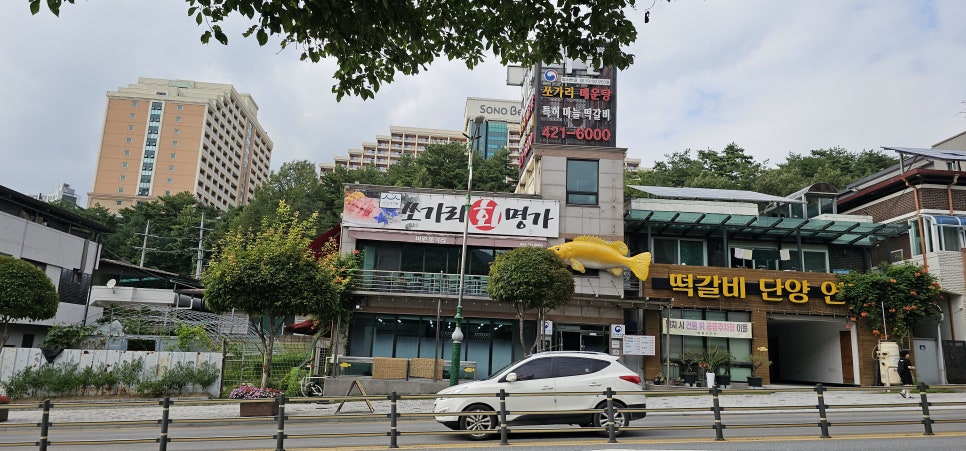단양쏘가리 사진 5