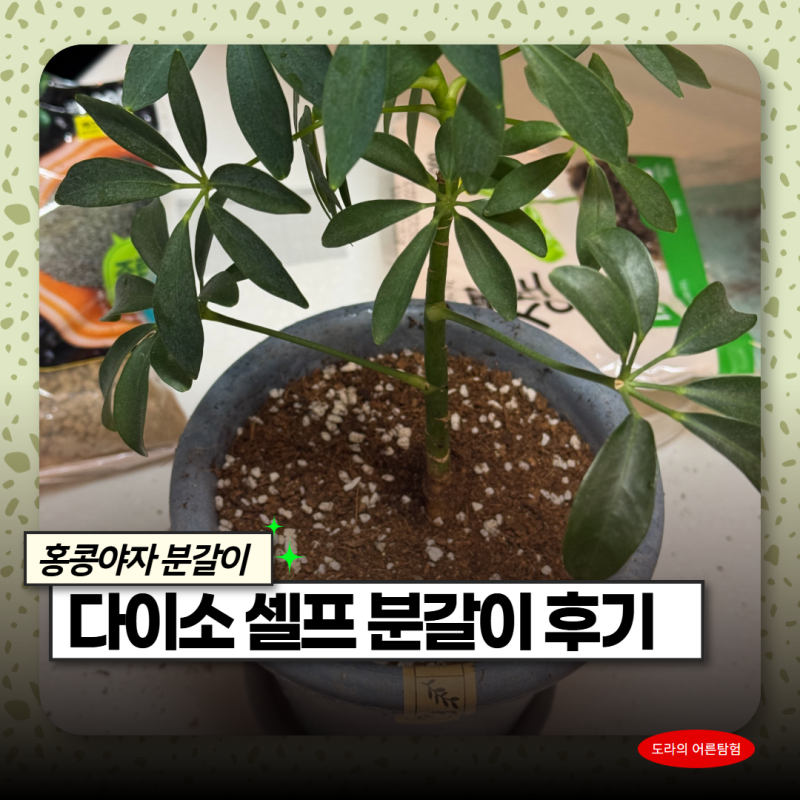 초보식집사 다이소 상토 마사토로 홍콩야자 셀프 분갈이 하는 방법