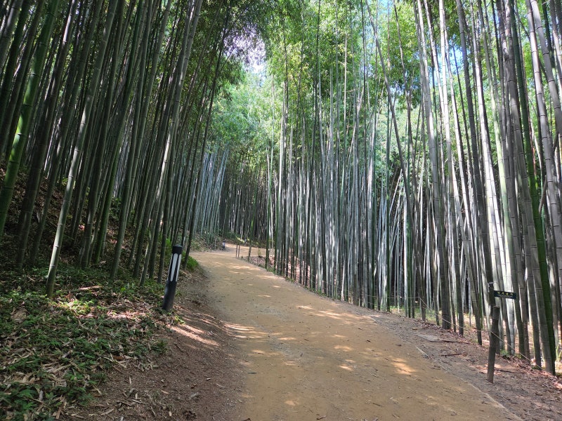 Places to Visit in Damyang, Jeonnam: Damyang Travel Course, Juknokwon Bamboo Forest