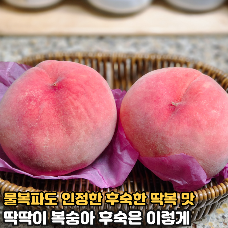 딱딱이 복숭아 그냥 냉장고에 넣지마세요! 딱딱이 복숭아 후숙하는 법
