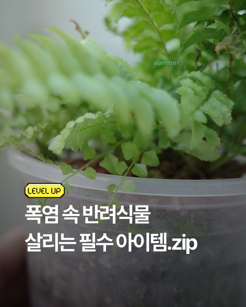 여름철 보스턴고사리 관리법｜잎마름·날파리 해결 아이템 3가지