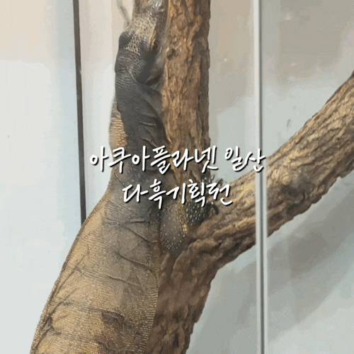 일산 다흑기획전 후기｜곤충박물관부터 파충류전시까지, 아쿠아플라넷 특별전