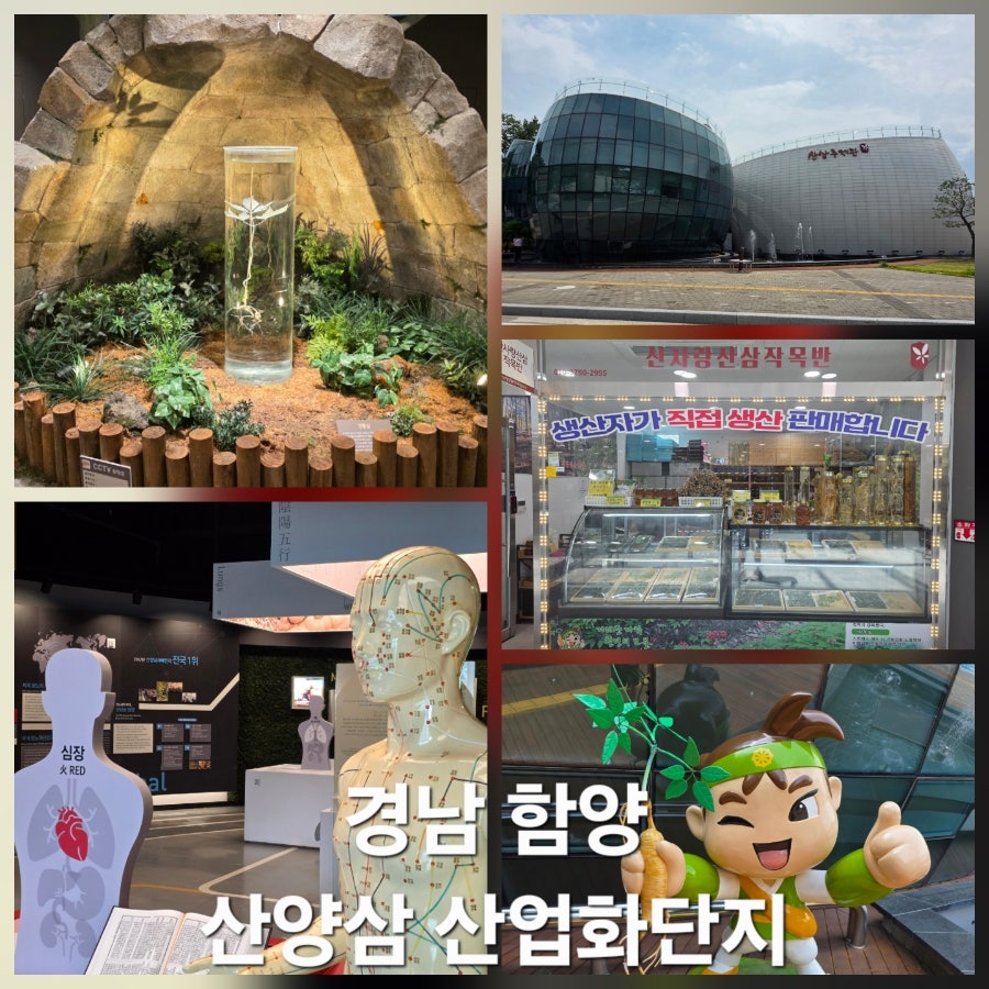 산양삼산업화단지 산삼주제관 사진 1