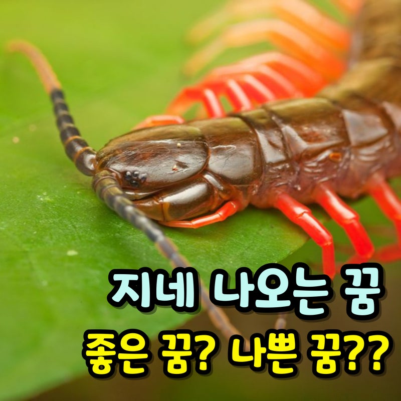 꿈에 지네가 나왔다면 로또 사야 할까? 상황별 지네 꿈해몽 총정리