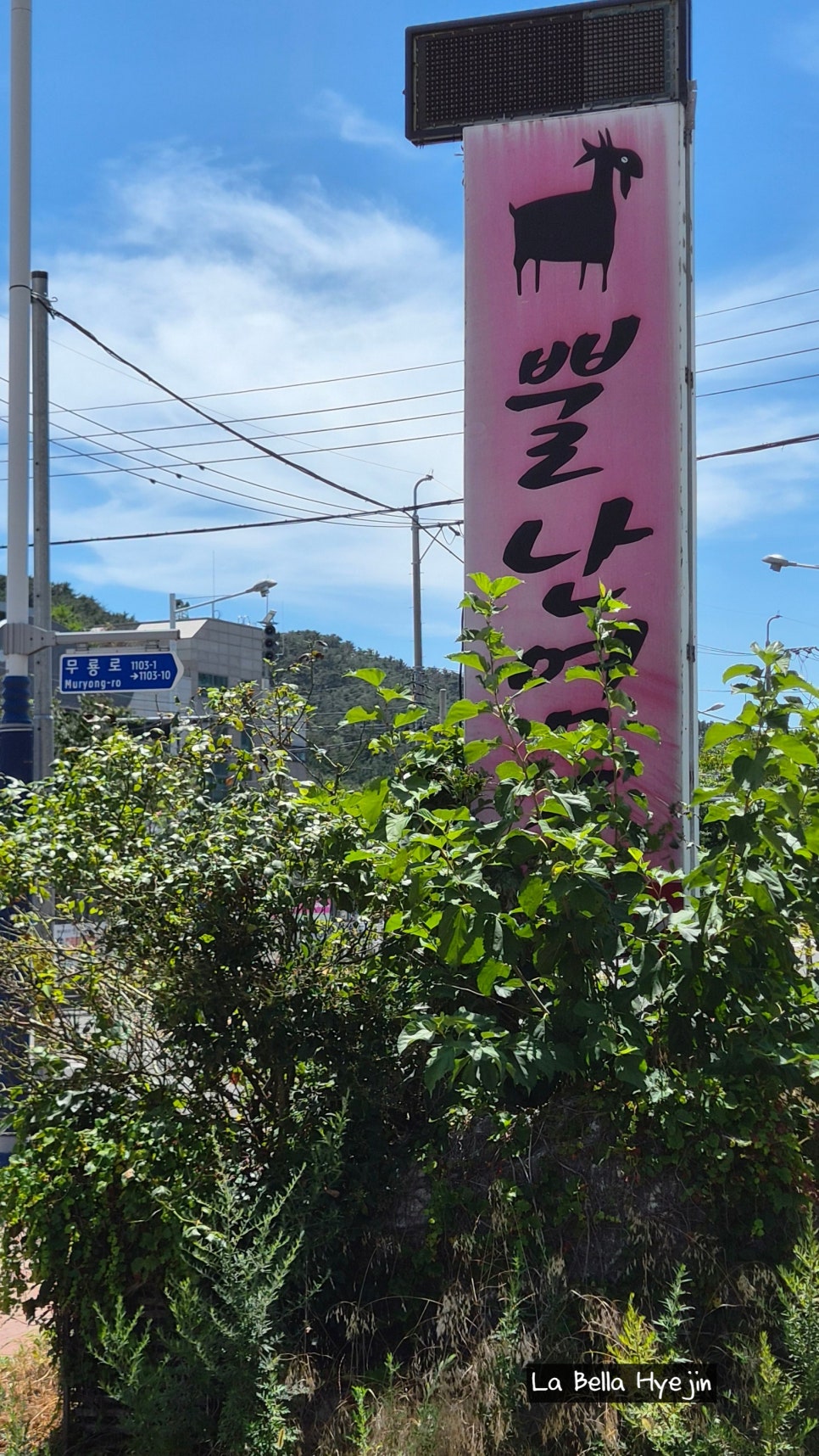 뿔난염소 사진 1