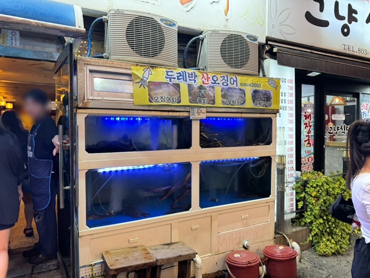 두레박산오징어 사진 2
