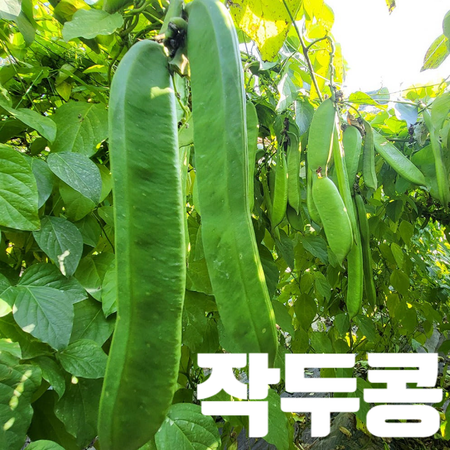 작두콩 효능, 먹는 방법, 주의사항, 비염에 좋은 작두콩차