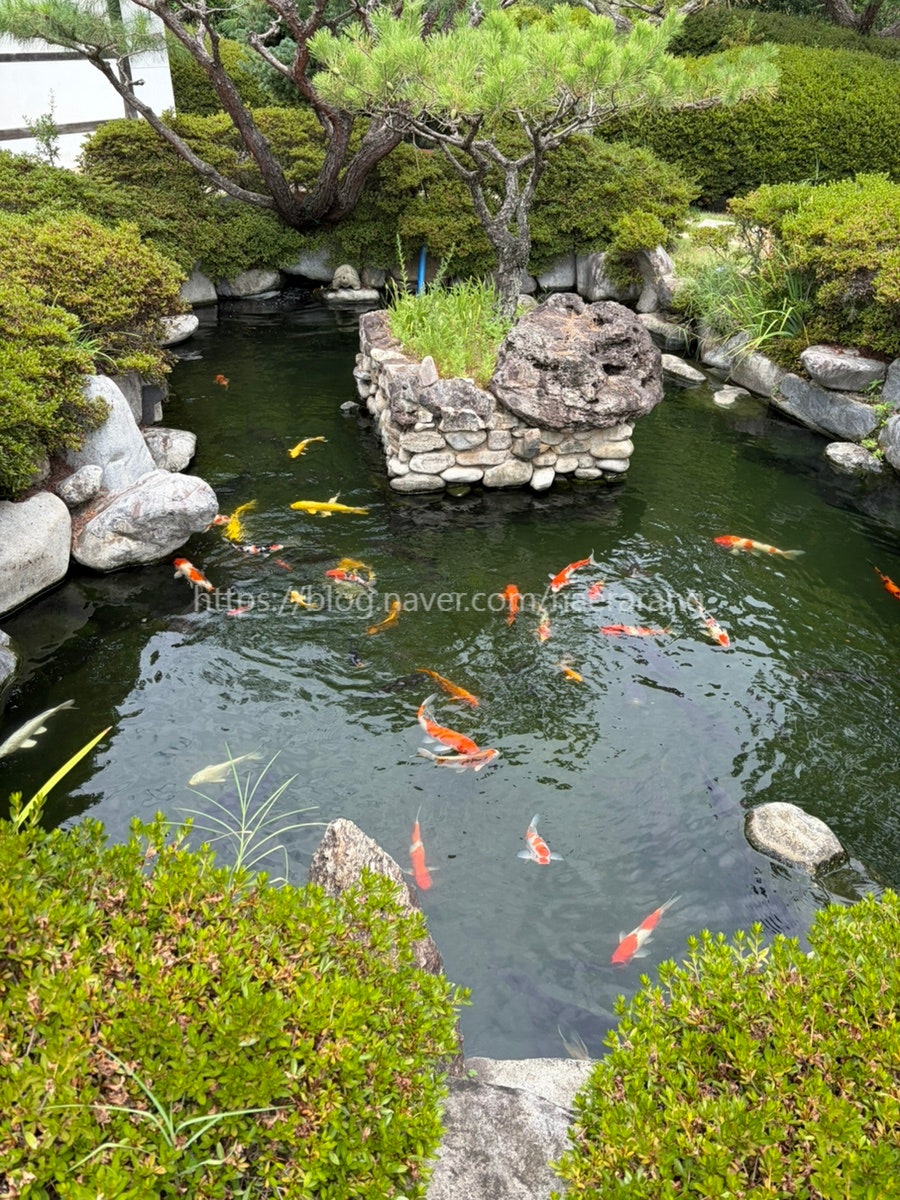 묘운 사진 5