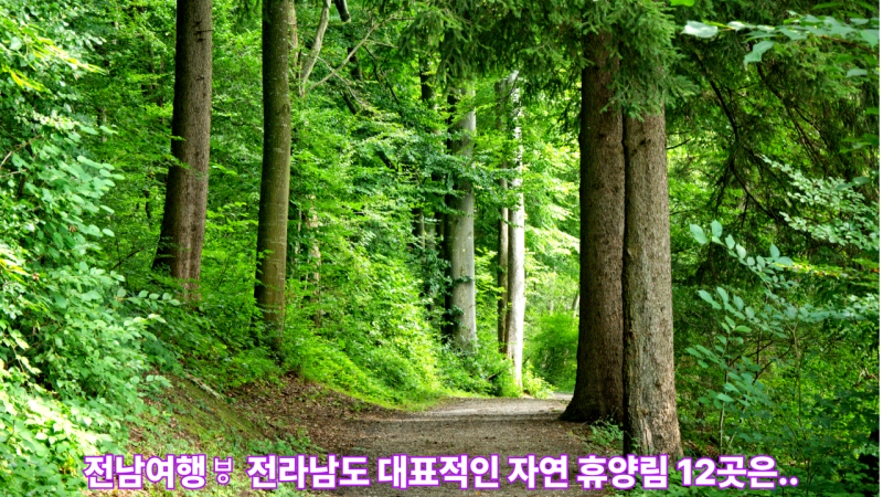전남여행ㅸ 전라남도 대표적인 자연 휴양림 12곳은..