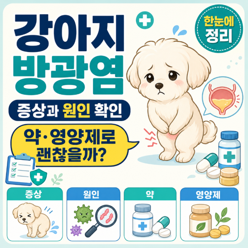 강아지 방광염 증상과 원인 확인, 약이나 영양제로 괜찮을까?