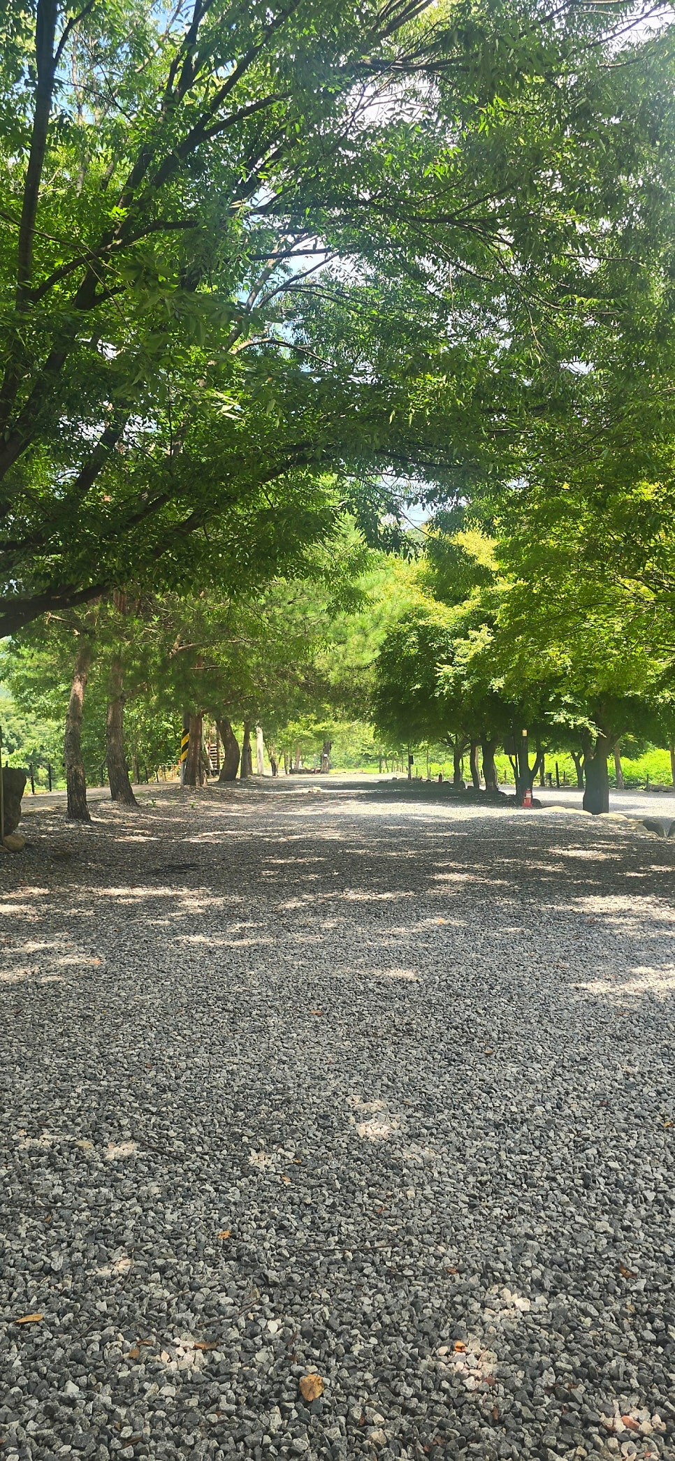 포레스트 사진 3