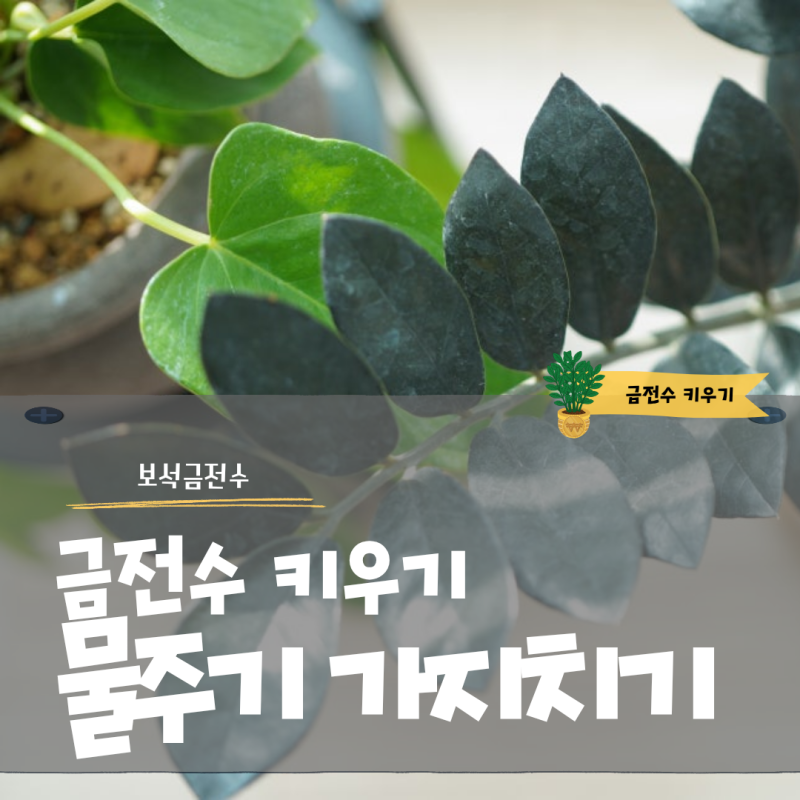 금전수 키우기 물주기 가지치기와 보석금전수 관리법