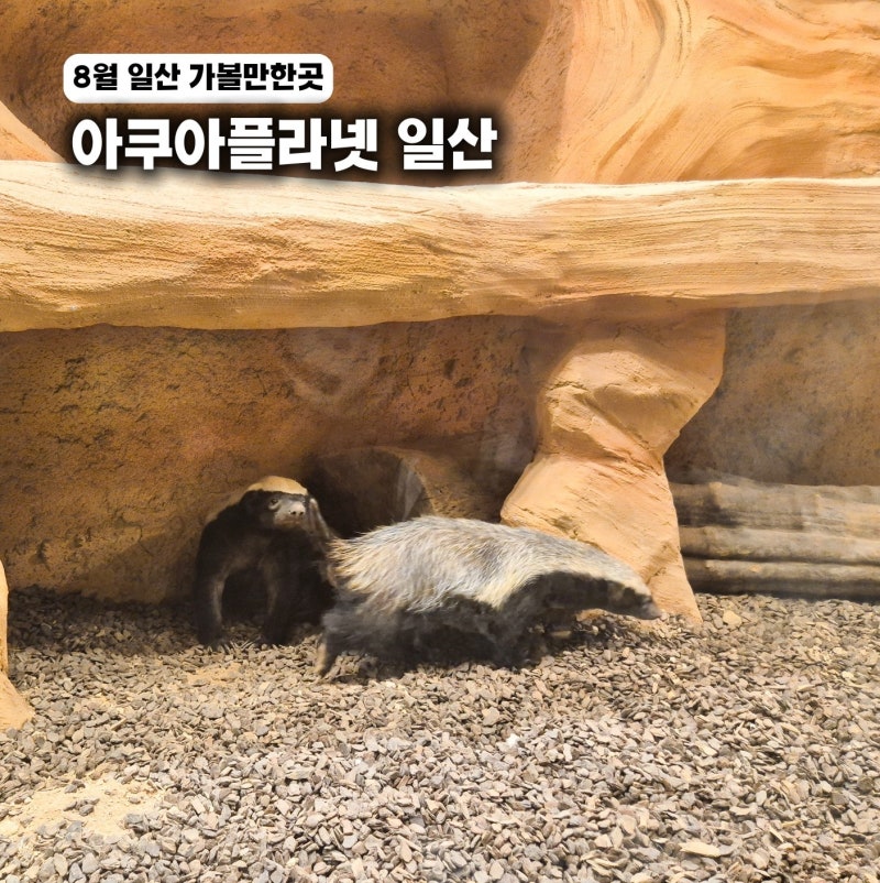 8월 일산 가볼만한곳 아쿠아플라넷 일산 서울근교 실내 아이와 데이트 코스