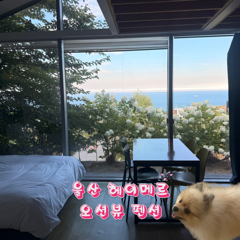 울산 애견동반 숙소 간절곶 헤이메르마린뷰 오션뷰펜션 H02후기