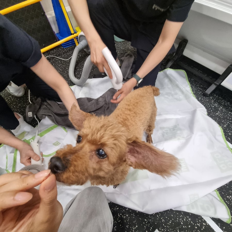봄날한방재활동물병원 사진 5