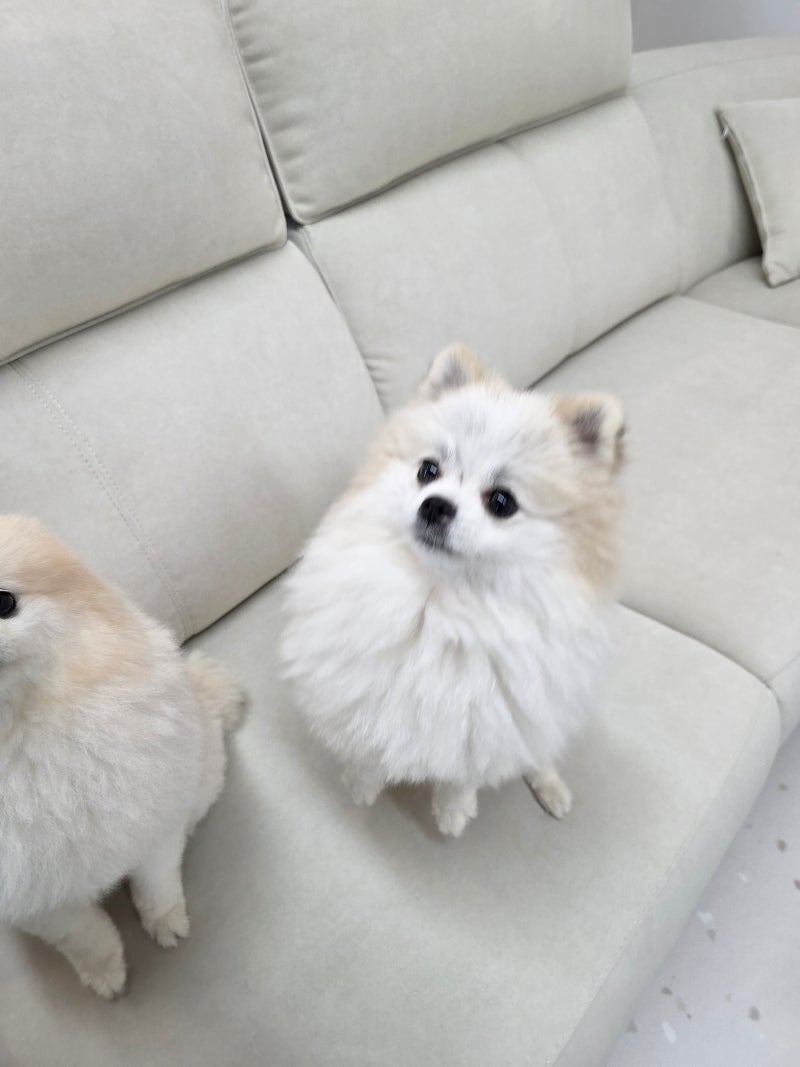 강아지 평균 수명 순위,장수견 비결과 노견 관리