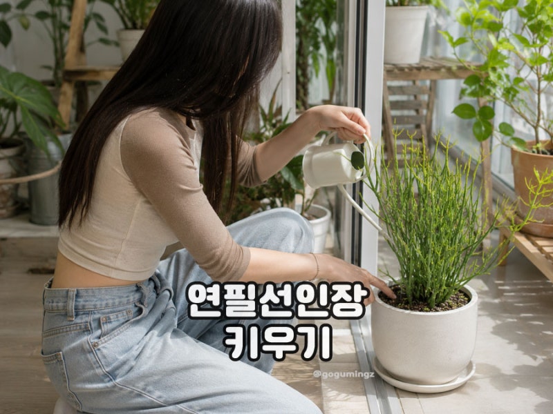 아프리카식물 연필선인장 키우기 물주기 삽목 가지치기