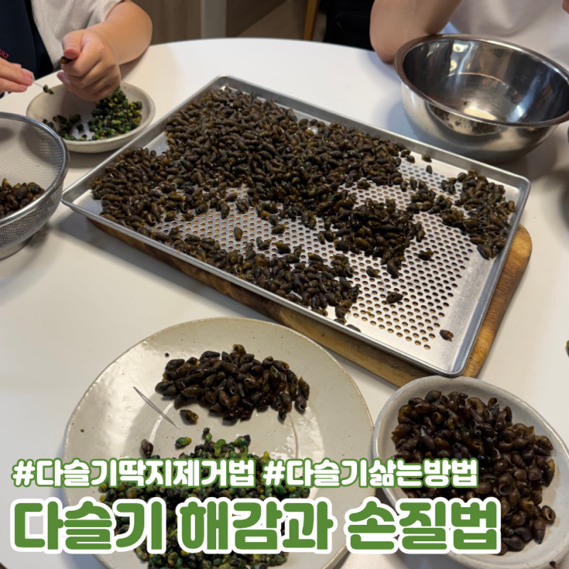 다슬기잡이 해감과 다슬기 손질법 딱지제거방법
