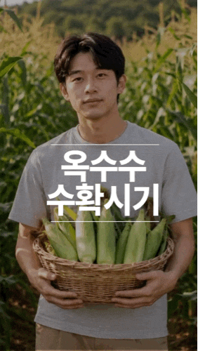 옥수수 수확시기 언제 따야 가장 맛있을까