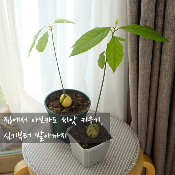 집에서 아보카도 씨앗 키우기, 심기부터 발아까지