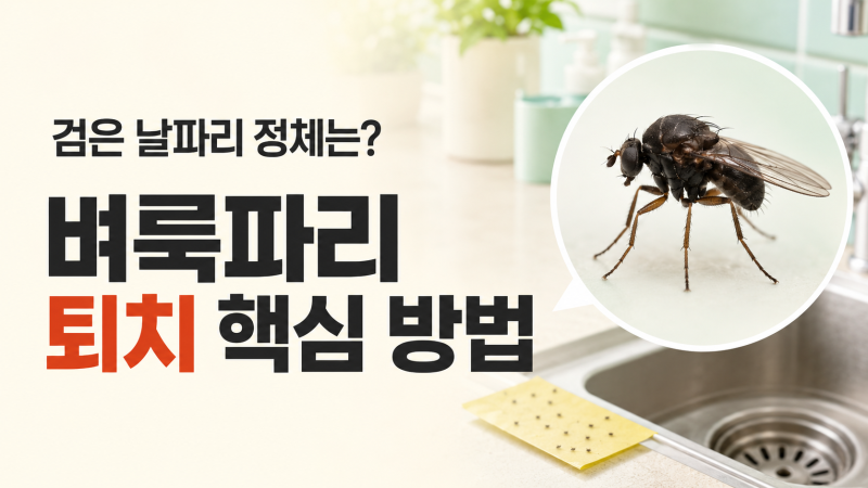 검은 날파리 벼룩파리 퇴치법, 트랩보다 발생원 제거가 먼저예요