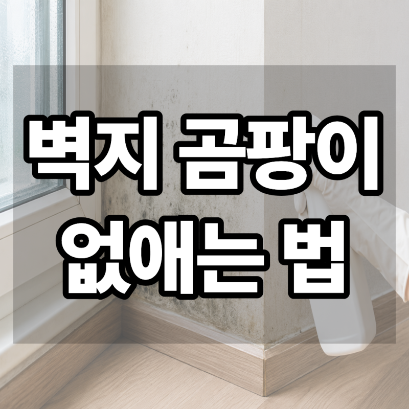 벽지 곰팡이 닦는법, 제거해도 다시 생기는 이유와 예방법