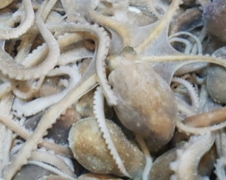 세발낙지 효능, 목포, 철, 다리개수, 뜻, 요리, 탕탕이, 볶음, 먹는법 정리