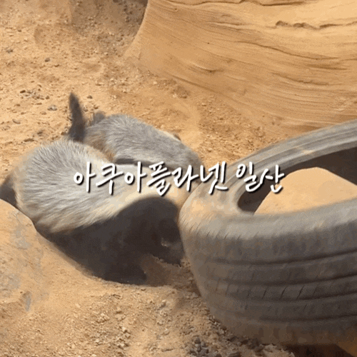 일산 아쿠아플라넷 후기｜아이와 가기 좋은 바다코끼리가 있는 일산 아쿠아리움