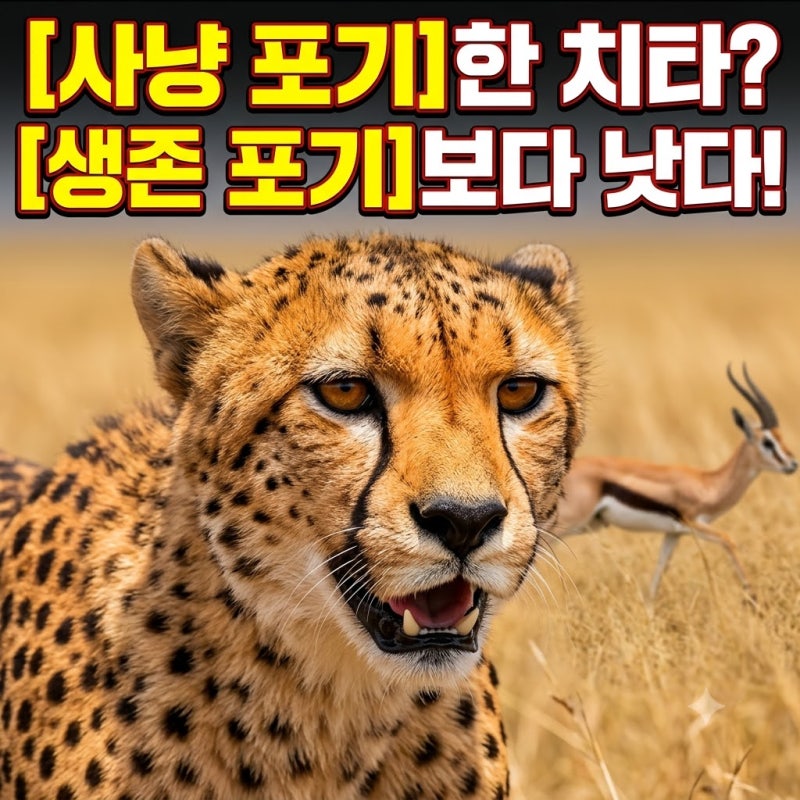 사냥을 눈앞에서 놓친 치타, 끝내 포기한 이유