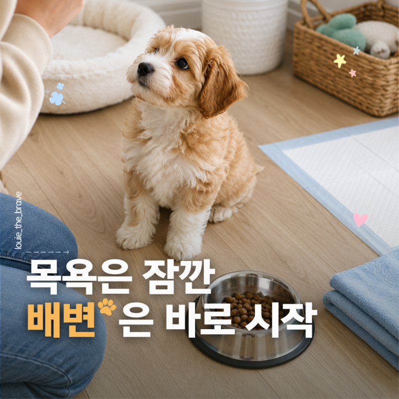 2개월 강아지 입양, 사료양 간식 목욕 배변 훈련 어떻게 할까?