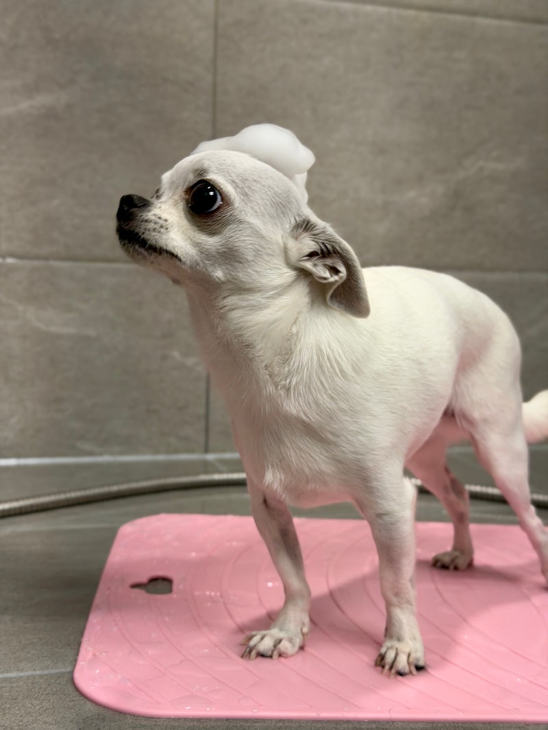 강아지 목욕용품 추천 미끄럼방지 매트 페스룸 핑크논슬립샤워매트