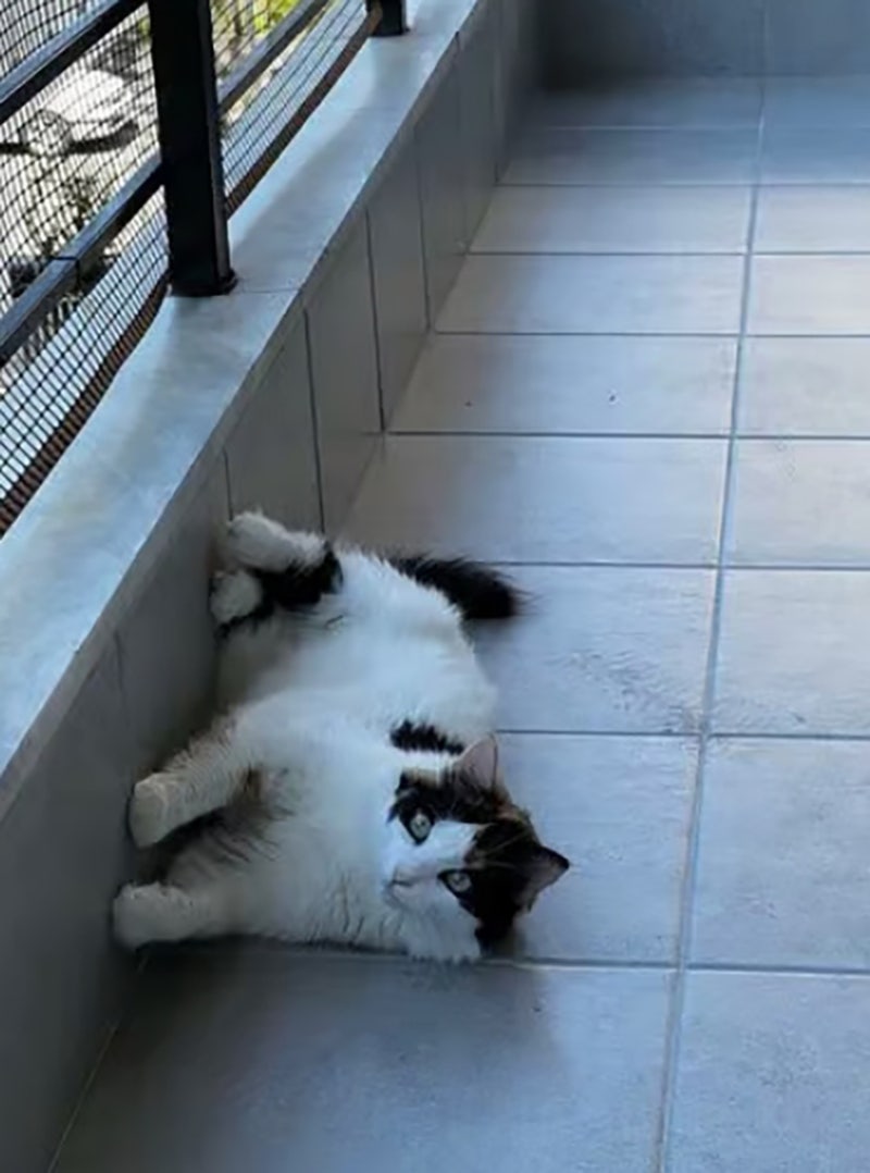 고양이 베란다에서 안 들어오는데.. 내버려둬도 될까?
