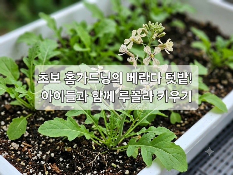 초보 홈가드닝의 베란다 텃밭! 아이들과 함께 루꼴라 키우기