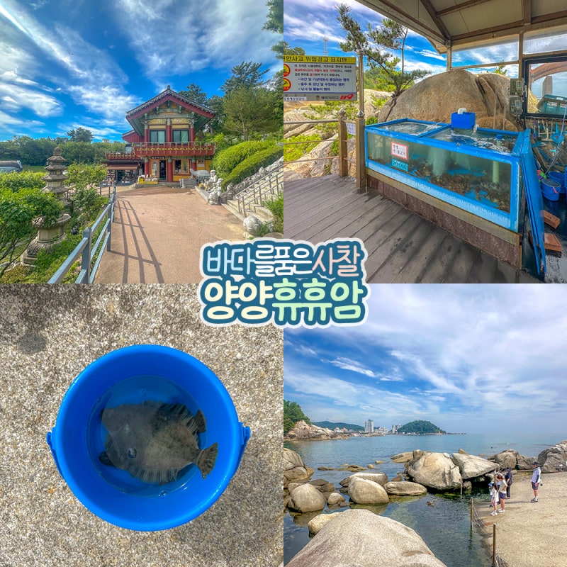 양양 휴휴암 물고기 볼거리 강원도 바다 사찰 갈만한곳