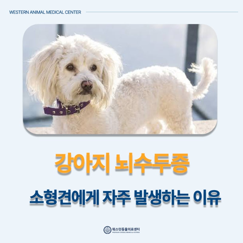 강아지 뇌수두증, 소형견에게 잘 거리는 이유는?