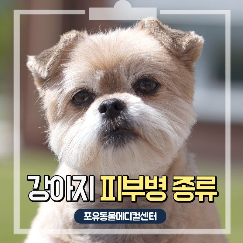 강아지 피부병 종류와 증상, 재발 방지하는 관리 방법은?