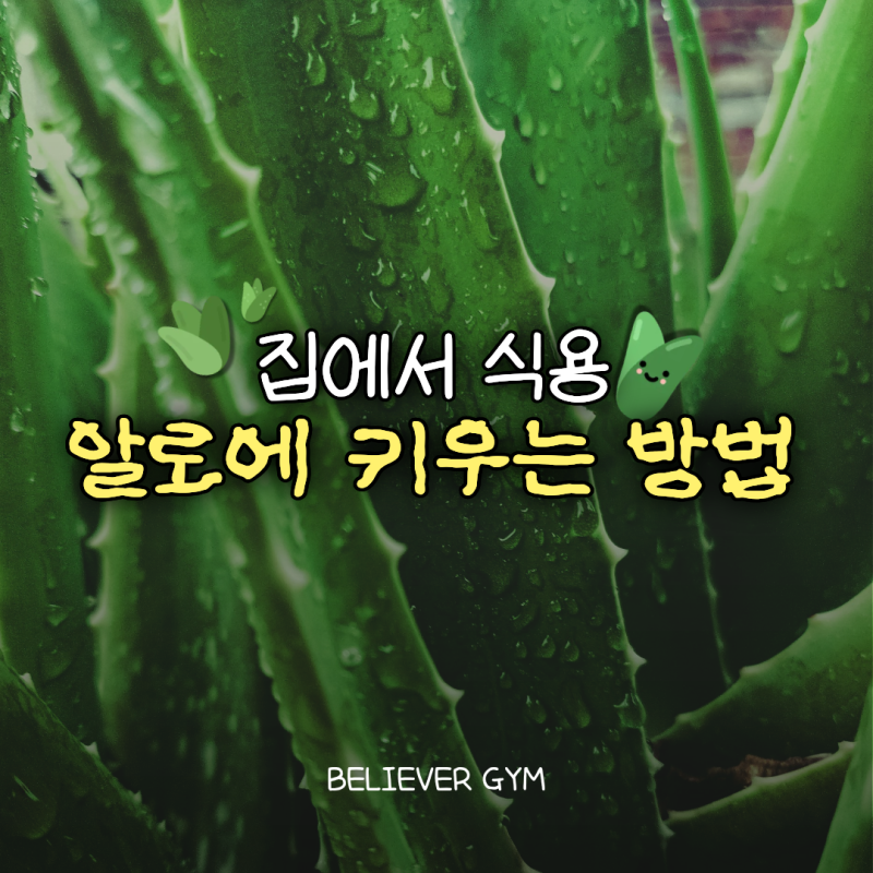 [중계 헬스] 알로에 키우는 방법부터 효능까지! 집에서 건강하게 즐기는 식용 알로에
