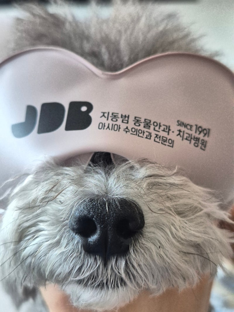 마이브라운 펫보험 보험금 청구 후기｜루나 안과 검진비 24만 원, 얼마나 돌려받았을까요?