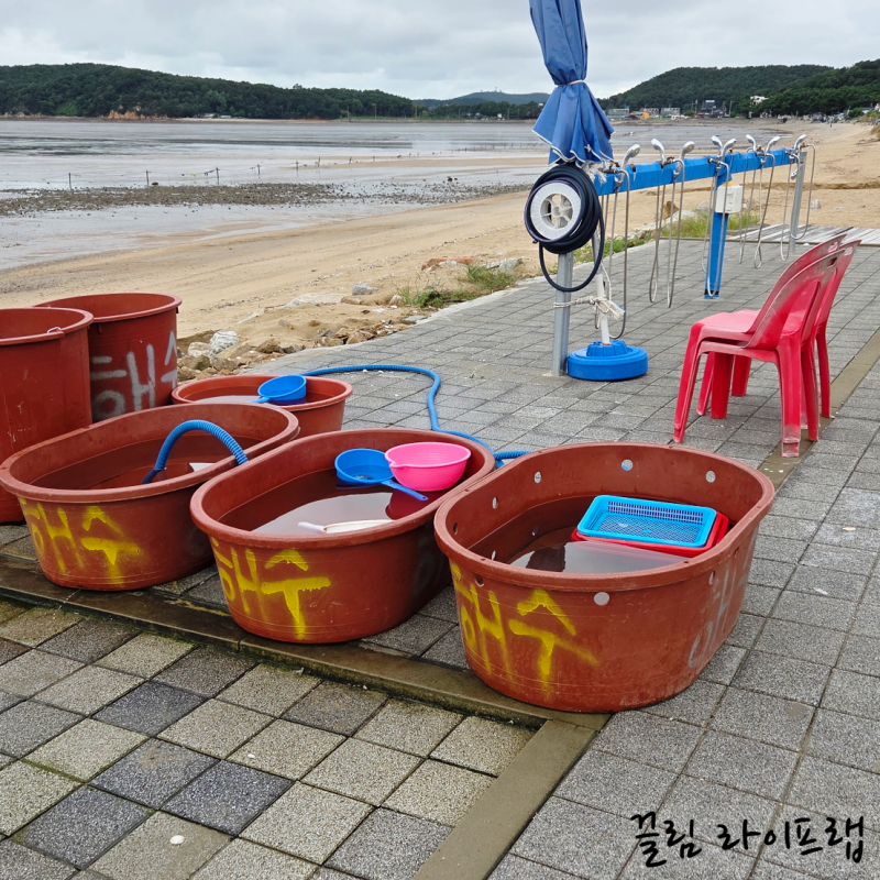 마시안 갯벌체험장 8월 물때 시간표 준비물 주차 샤워 팁