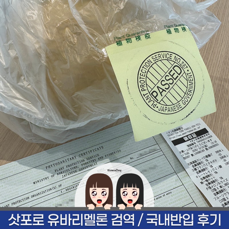 일본 홋카이도 삿포로 여행 필수 기념품! 유바리멜론 구매 검역 국내 반입 성공 후기