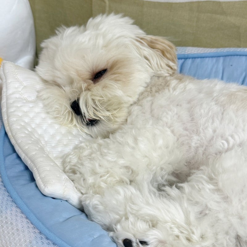 강아지 갑상선기능저하증, 사료를 줄여도 살이 찐다면?