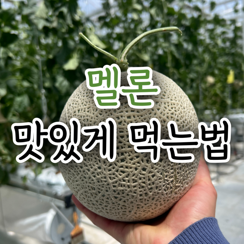멜론 보관법, 냉장보관이 맞을까? 가장 오래 맛있게 먹는 방법
