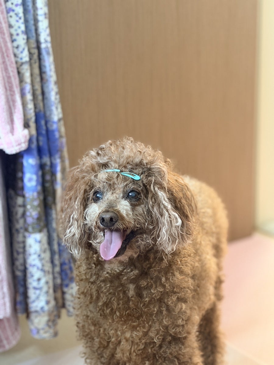 마핑고 사진 1