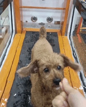 봄날한방재활동물병원 사진 3