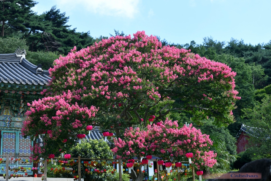 사계 사진 5