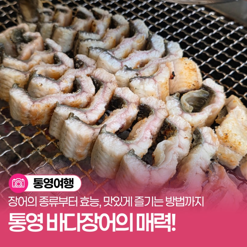 통영의 여름 보양식, 바다장어의 매력! 장어의 종류부터 효능, 맛있게 즐기는 방법까지