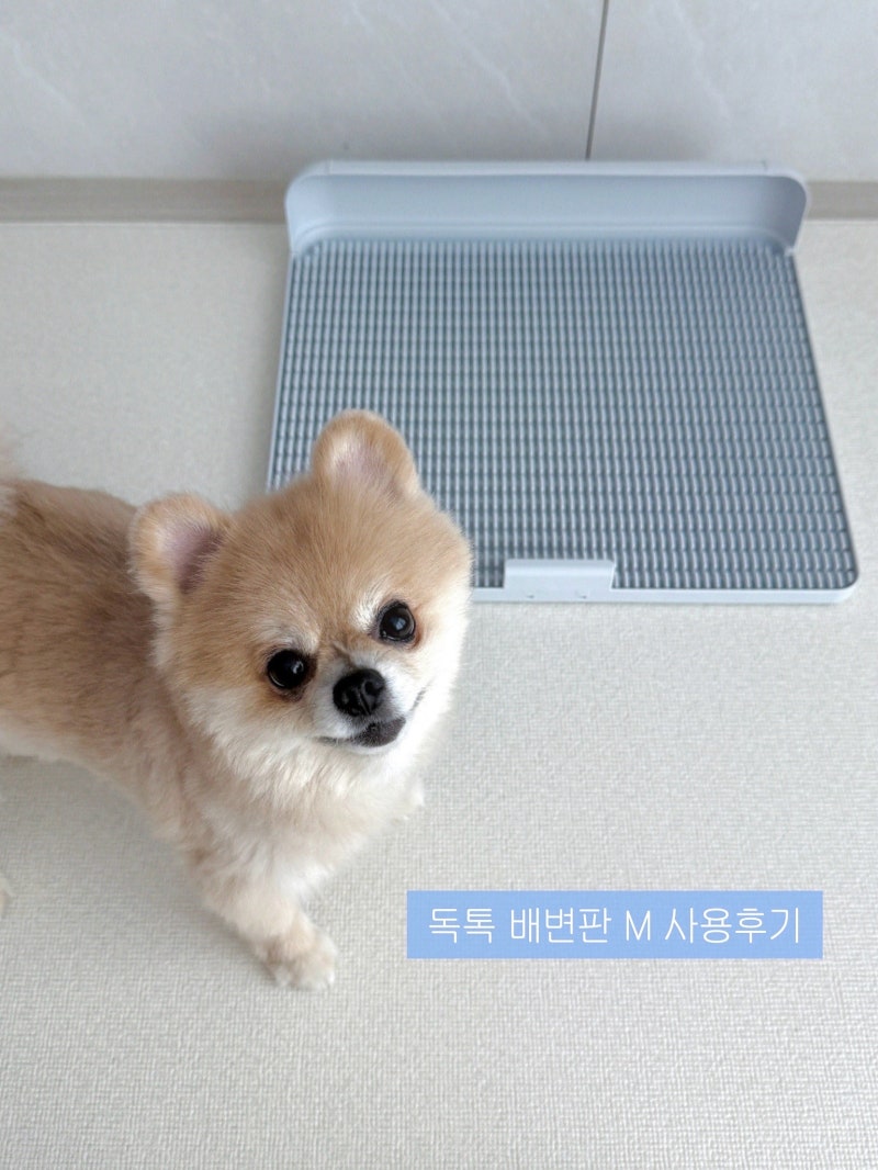 배변패드 없이 사용하는 독톡 강아지 배변판 M 사이즈 사용후기