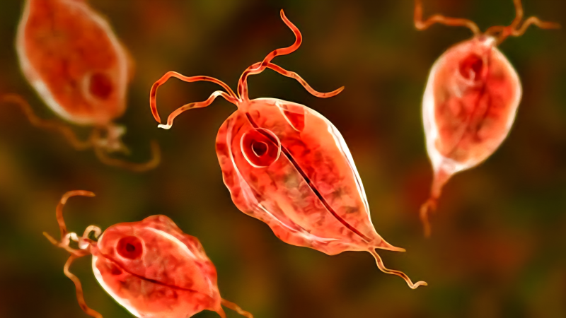 사상 산부인과 트리코모나스 바지날리스(Trichomonas vaginalis)질염의 원인 진단 치료 성병 유무 ....