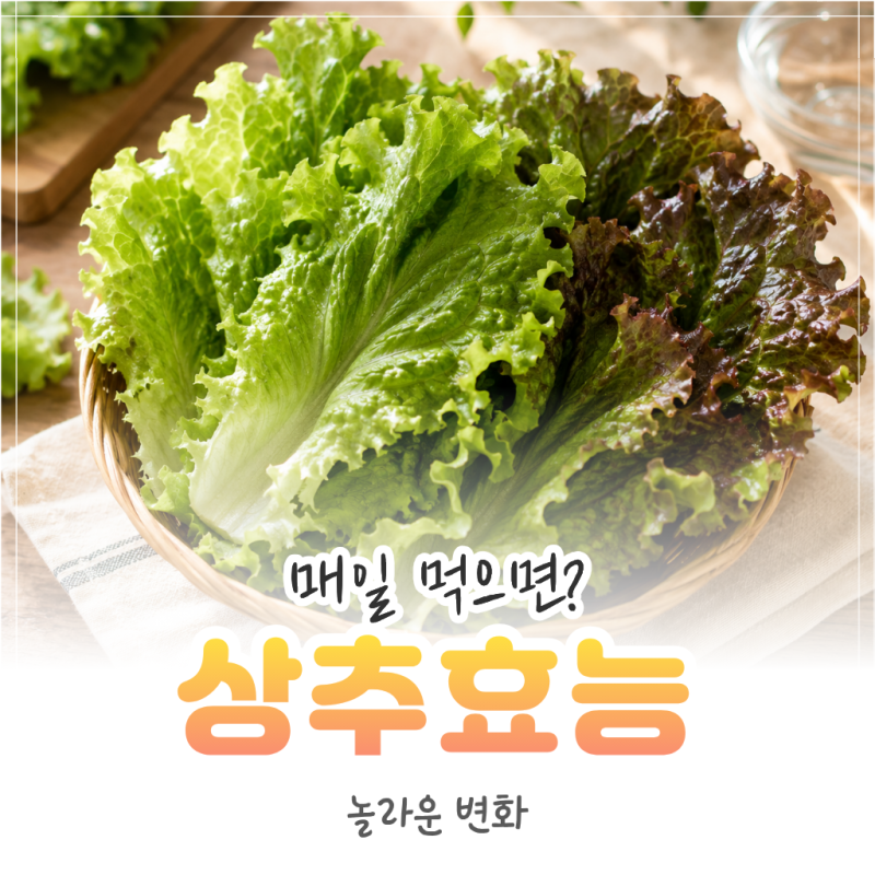 상추 효능, 매일 먹으면 어떤 변화가 생길까? 보관법까지